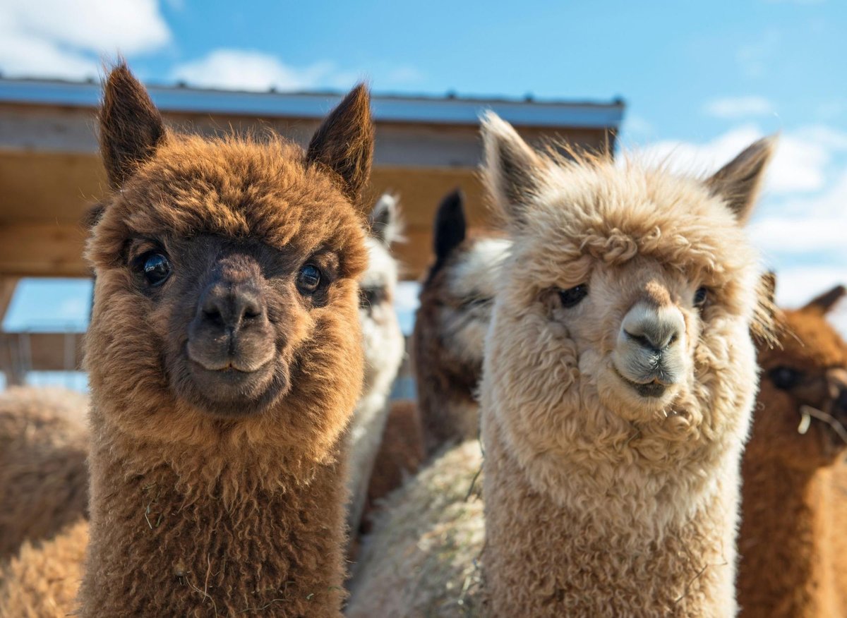 Blue Skye Alpacas